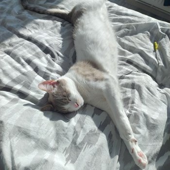 thumbnail petsitter Cluj-Napoca or pet nanny for cats