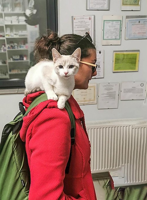 Andra-Sorina- petsitter Cluj-Napoca or Pet nanny for cats