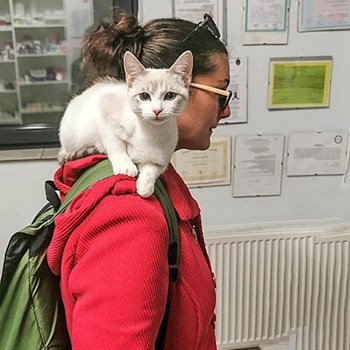 thumbnail petsitter Cluj-Napoca or pet nanny for cats