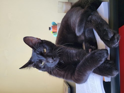 Lorena- petsitter Bragadiru or Pet nanny for dogs cats