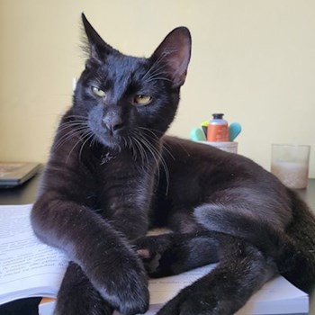 thumbnail petsitter Bragadiru or pet nanny for dogs cats