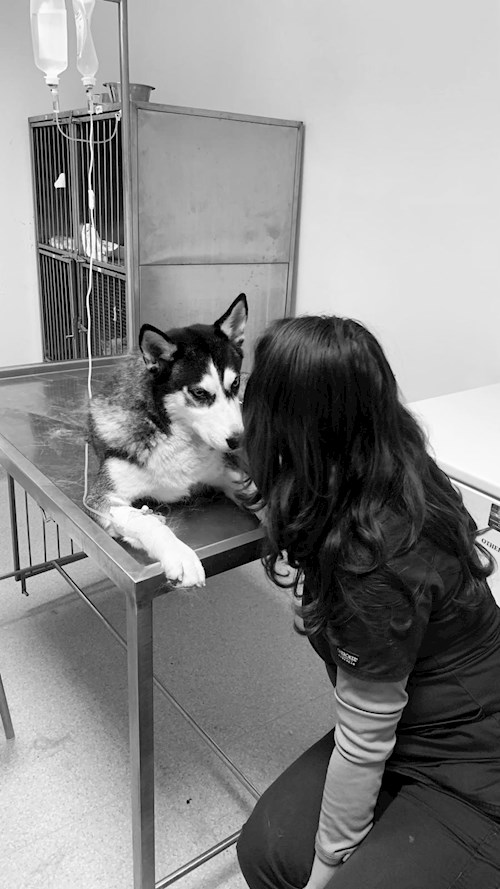 Lorena- petsitter Bragadiru or Pet nanny for dogs cats