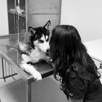 thumbnail petsitter Bragadiru or pet nanny for dogs cats