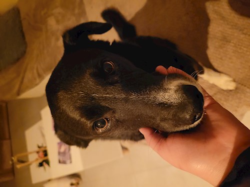 Lorena- petsitter Bragadiru or Pet nanny for dogs cats