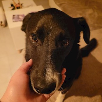 thumbnail petsitter Bragadiru or pet nanny for dogs cats