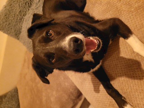 Lorena- petsitter Bragadiru or Pet nanny for dogs cats