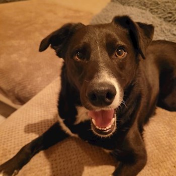 thumbnail petsitter Bragadiru or pet nanny for dogs cats