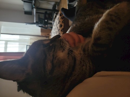 Lorena- petsitter Bragadiru or Pet nanny for dogs cats