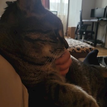 thumbnail petsitter Bragadiru or pet nanny for dogs cats