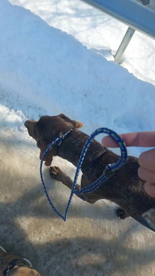 Remus- petsitter București or Pet nanny for dogs cats