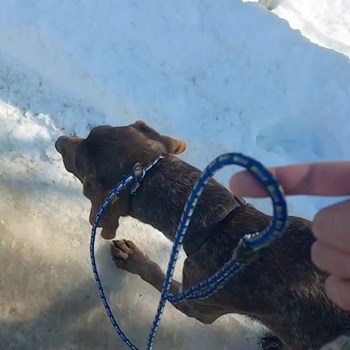 thumbnail petsitter București or pet nanny for dogs cats