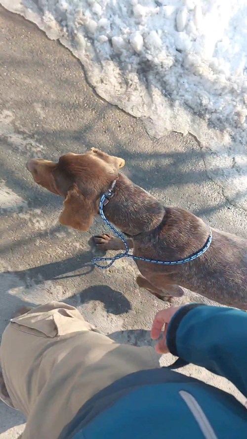 Remus- petsitter București or Pet nanny for dogs cats