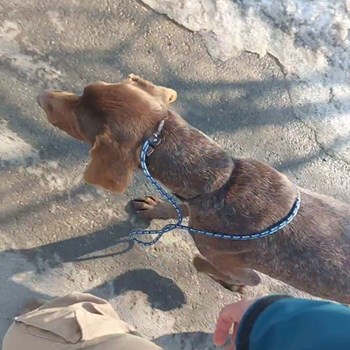 thumbnail petsitter București or pet nanny for dogs cats