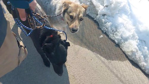 Remus- petsitter București or Pet nanny for dogs cats