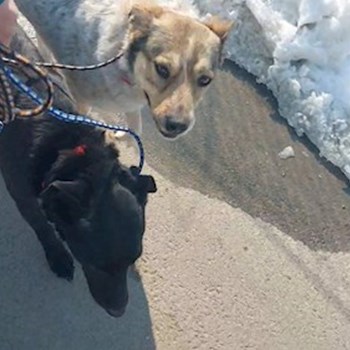 thumbnail petsitter București or pet nanny for dogs cats