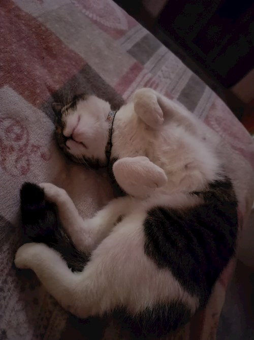 Ioana- petsitter Iași sau Bonă pentru animale pentru câini pisici