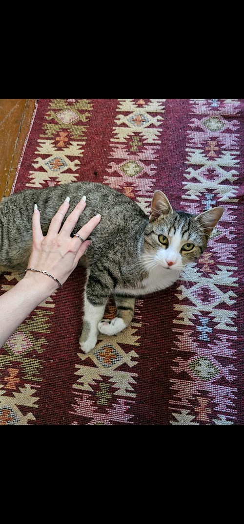 Amelia- petsitter București or Pet nanny for dogs cats