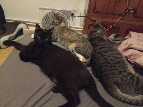 Cristina- petsitter Cluj-Napoca or Pet nanny for dogs cats