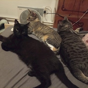 thumbnail petsitter Cluj-Napoca or pet nanny for dogs cats