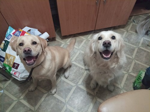 Cristina- petsitter Cluj-Napoca or Pet nanny for dogs cats