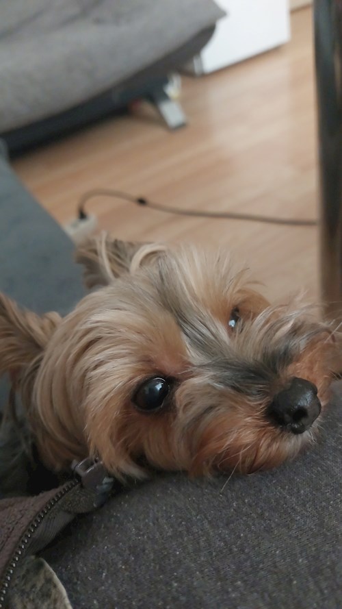 Remus- petsitter București or Pet nanny for dogs cats