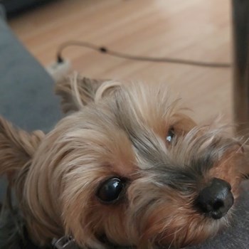 thumbnail petsitter București or pet nanny for dogs cats