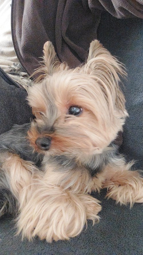 Remus- petsitter București or Pet nanny for dogs cats