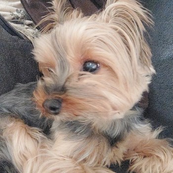 thumbnail petsitter București or pet nanny for dogs cats