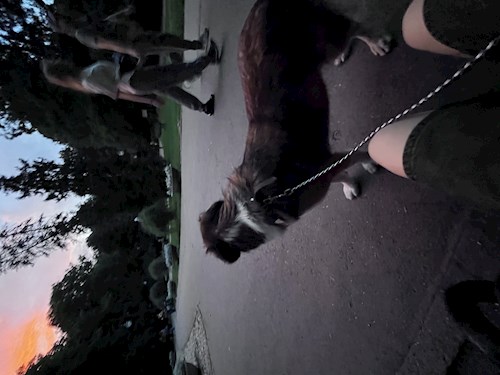 Ungureanu- petsitter București sau Bonă pentru animale pentru câini pisici