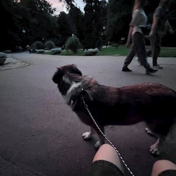 thumbnail petsitter București sau bonă pentru animale pentru câini pisici