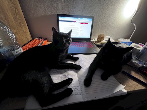 Ungureanu- petsitter București sau Bonă pentru animale pentru câini pisici