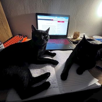 thumbnail petsitter București sau bonă pentru animale pentru câini pisici