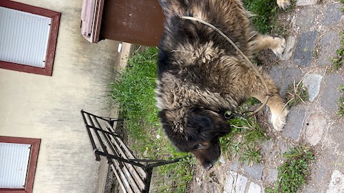 Ungureanu- petsitter București sau Bonă pentru animale pentru câini pisici