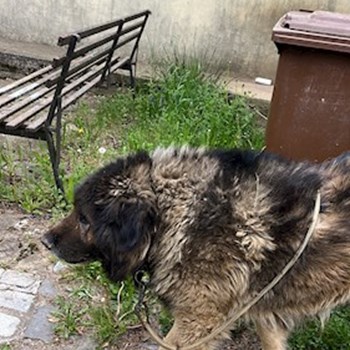 thumbnail petsitter București sau bonă pentru animale pentru câini pisici