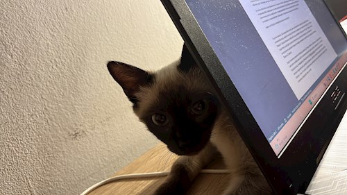 Ungureanu- petsitter București sau Bonă pentru animale pentru câini pisici