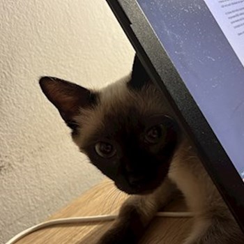 thumbnail petsitter București sau bonă pentru animale pentru câini pisici