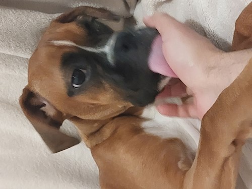 Remus- petsitter București or Pet nanny for dogs cats