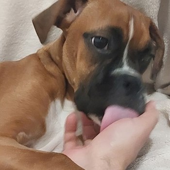 thumbnail petsitter București or pet nanny for dogs cats