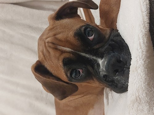 Remus- petsitter București or Pet nanny for dogs cats