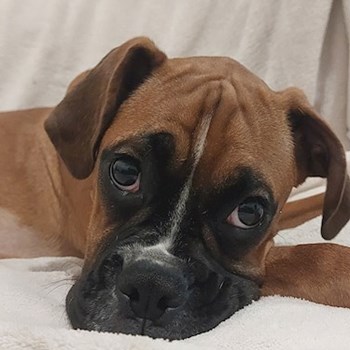 thumbnail petsitter București or pet nanny for dogs cats