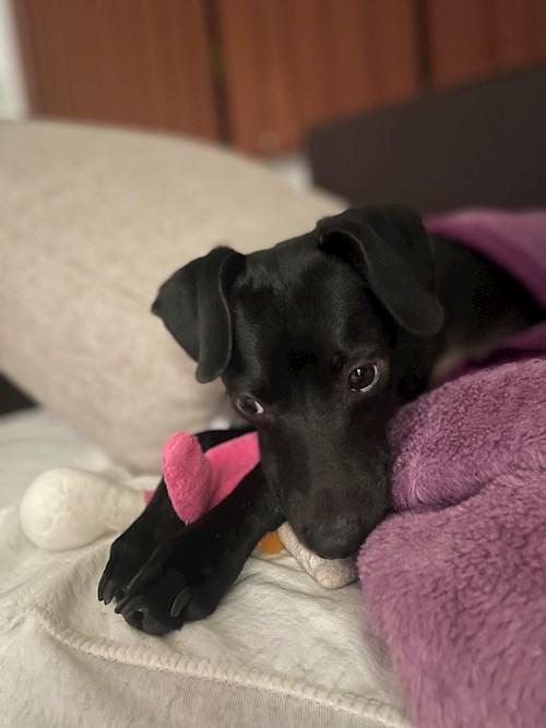 Popescu- petsitter Timișoara sau Bonă pentru animale pentru câini pisici