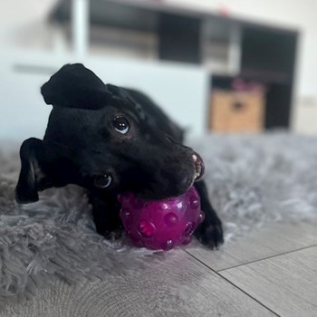 thumbnail petsitter Timișoara sau bonă pentru animale pentru câini pisici