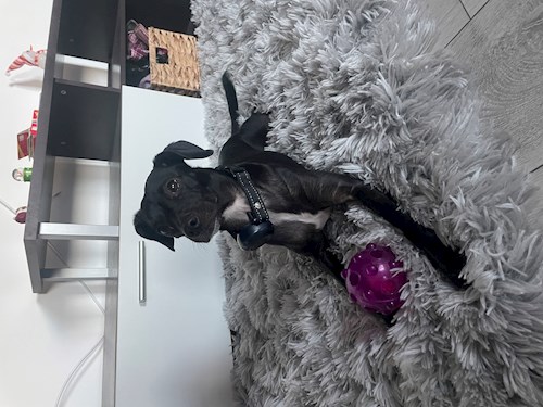 Popescu- petsitter Timișoara sau Bonă pentru animale pentru câini pisici