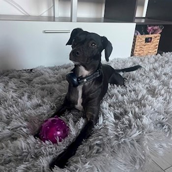 thumbnail petsitter Timișoara sau bonă pentru animale pentru câini pisici