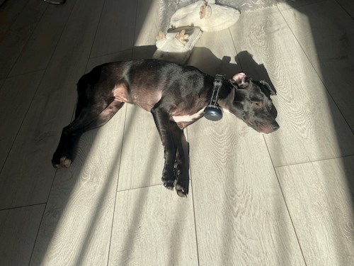 Popescu- petsitter Timișoara sau Bonă pentru animale pentru câini pisici