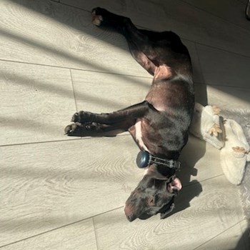 thumbnail petsitter Timișoara sau bonă pentru animale pentru câini pisici