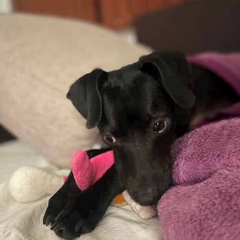 thumbnail petsitter Timișoara sau bonă pentru animale pentru câini pisici