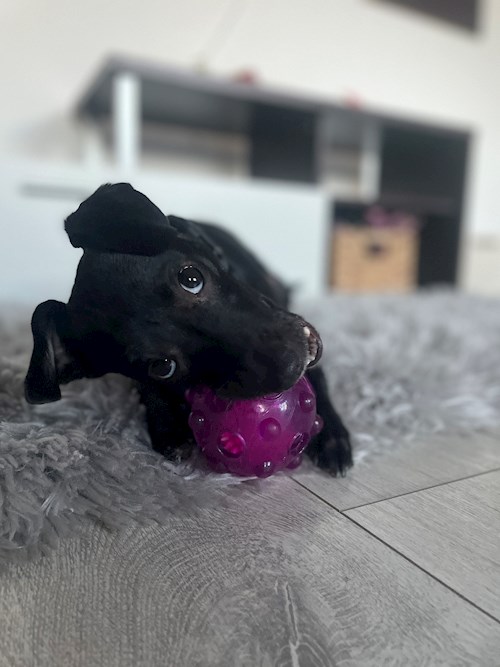 Popescu- petsitter Timișoara sau Bonă pentru animale pentru câini pisici