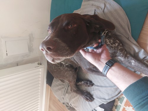 Remus- petsitter București or Pet nanny for dogs cats