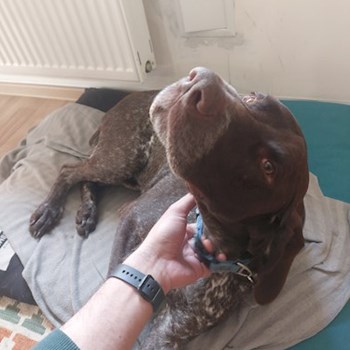 thumbnail petsitter București or pet nanny for dogs cats